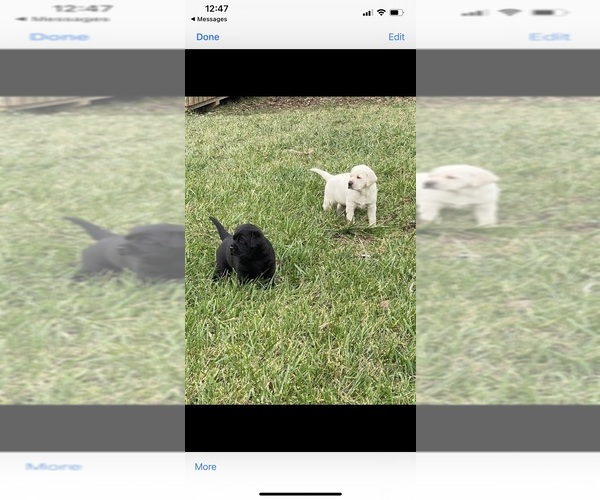 Medium Photo #1  Breeder Profile in DANVILLE, KY, USA