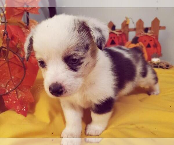 Medium Photo #13  Breeder Profile in BRIGGSDALE, CO, USA