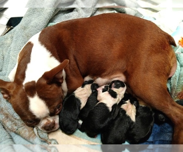Medium Photo #1  Breeder Profile in NAVARRE, FL, USA