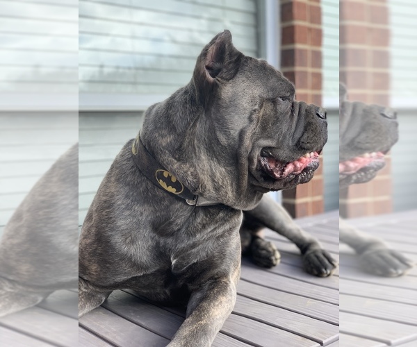 Medium Photo #1  Breeder Profile in ALLEN, TX, USA