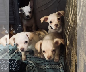 Chihuahua Dog Breeder near GOLDSBORO, NC, USA