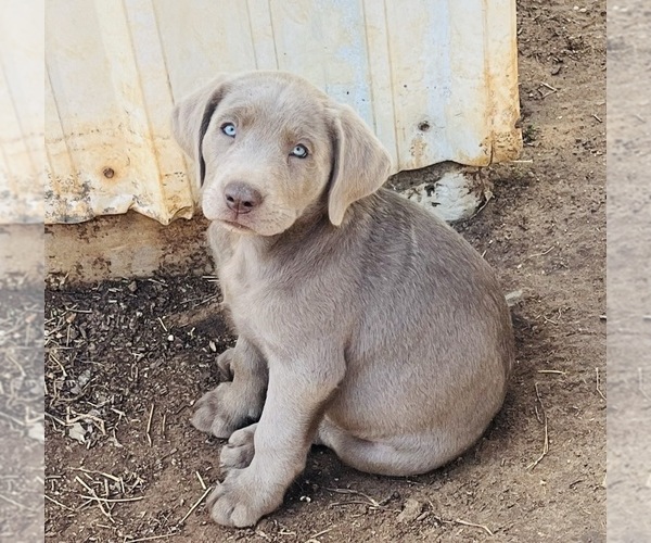 Medium Photo #1  Breeder Profile in BEEVILLE, TX, USA