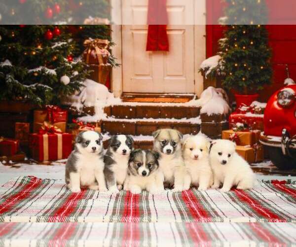 Medium Photo #1  Breeder Profile in NEW COLUMBIA, PA, USA