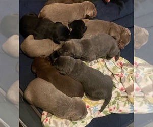 Labrador Retriever Dog Breeder near DAMASCUS, OR, USA