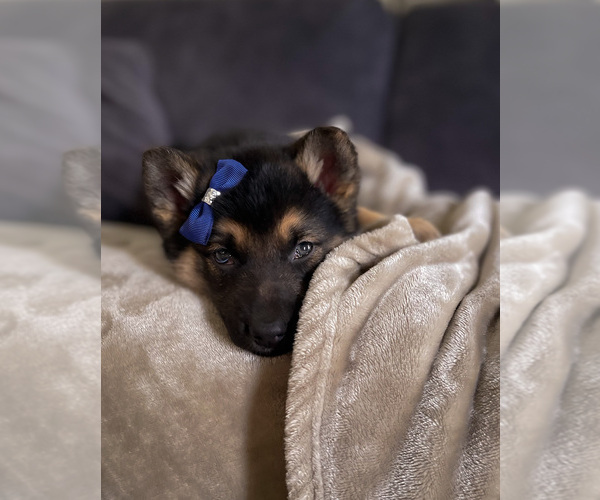 Medium Photo #13  Breeder Profile in WEST LAFAYETTE, OH, USA
