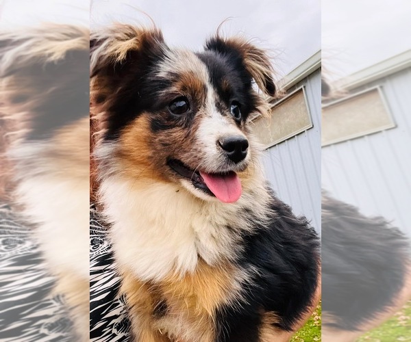Medium Photo #6  Breeder Profile in COVINGTON, PA, USA