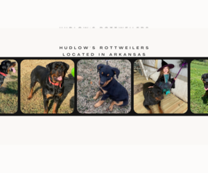 Rottweiler Dog Breeder in HACKETT,  USA