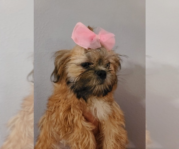 Medium Photo #2  Breeder Profile in WESLEY CHAPEL, FL, USA