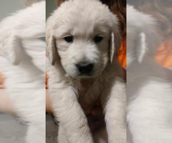 Medium Photo #1  Breeder Profile in NORTHWOOD, OH, USA