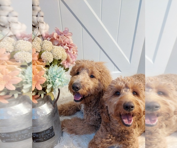 Medium Photo #1  Breeder Profile in CLARION, PA, USA