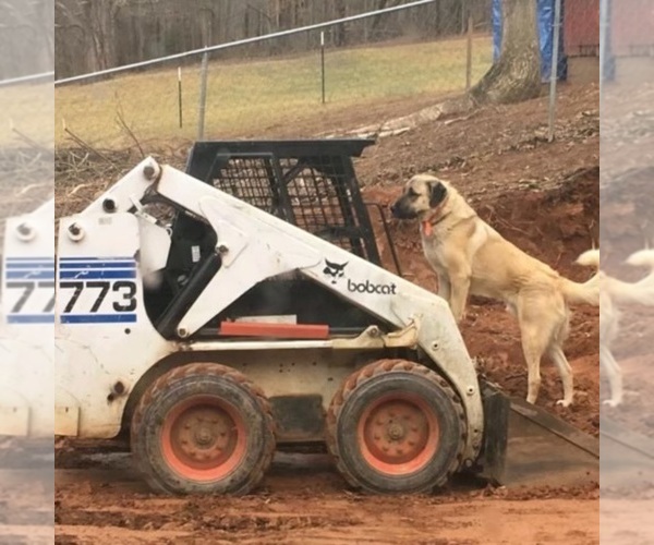 Medium Photo #12  Breeder Profile in CANDLER, NC, USA