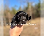 Small #7 Breeder Profile image