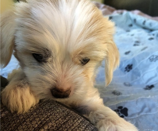 Medium Photo #4  Breeder Profile in EUGENE, OR, USA