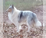 Small breeder photo
