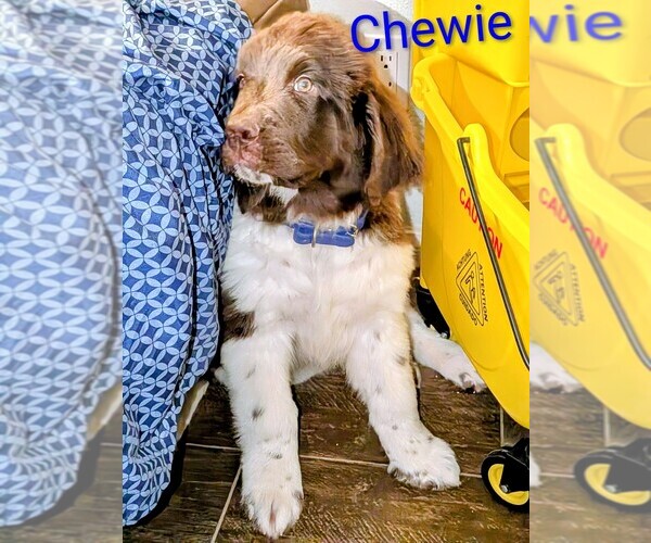 Medium Photo #22  Breeder Profile in LAS VEGAS, NV, USA