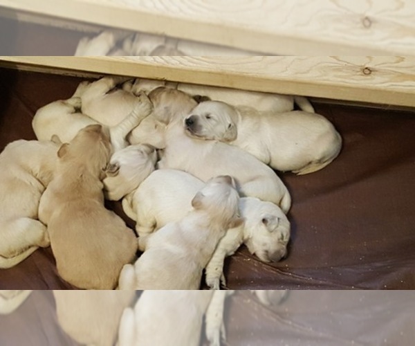 Medium Photo #1  Breeder Profile in MOODY, AL, USA