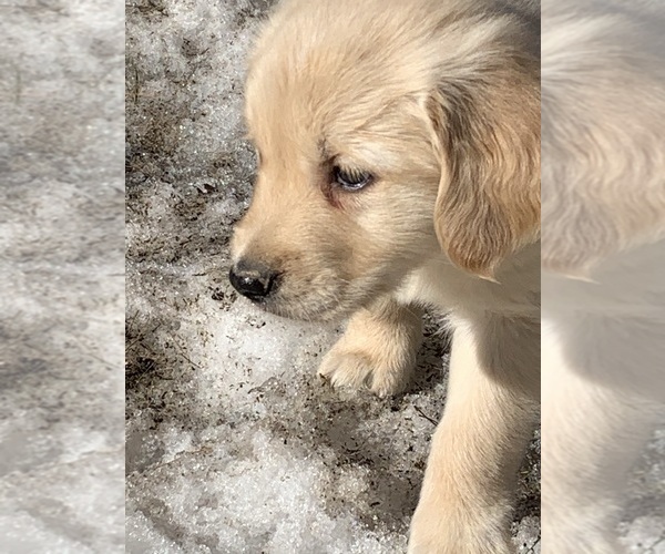 Medium Photo #35  Breeder Profile in LAKE GEORGE, NY, USA