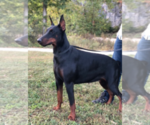 Small #1 Breeder Profile image