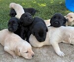Small breeder photo