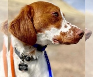Brittany Dog Breeder in SPARKS,  USA