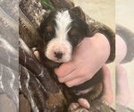 Small #7 Breeder Profile image