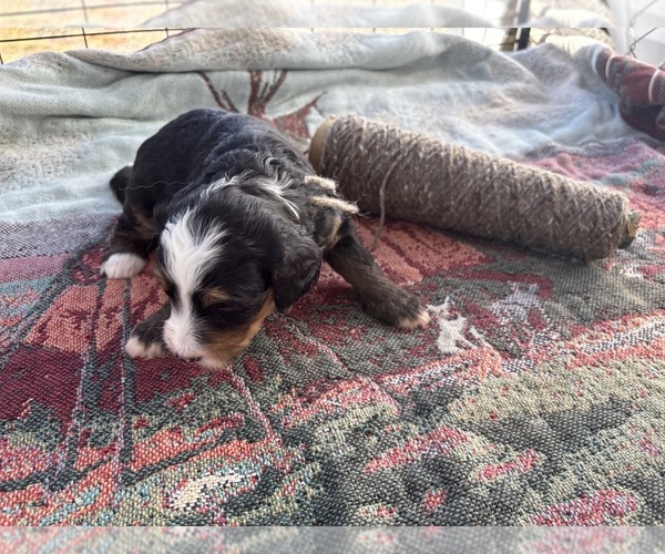 Medium Photo #2  Breeder Profile in OROVILLE, CA, USA