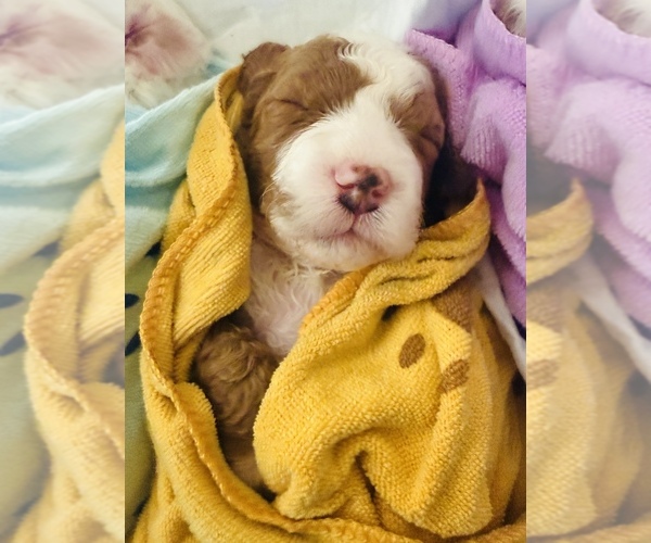 Medium Photo #19  Breeder Profile in SAN ANTONIO, TX, USA