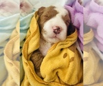 Small #18 Breeder Profile image