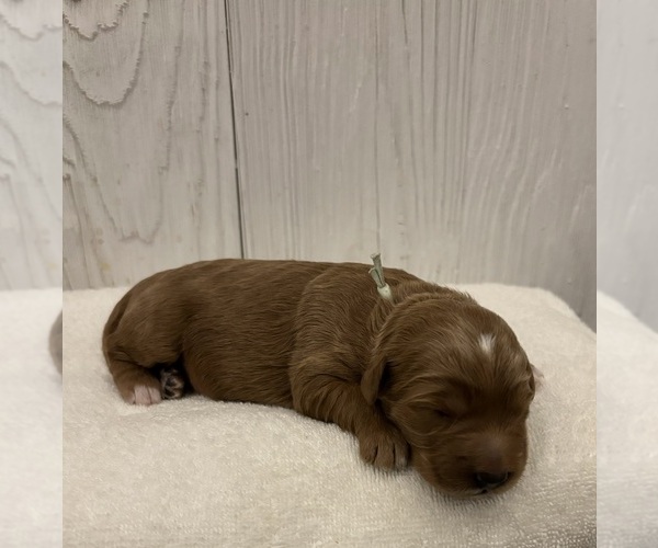 Medium Photo #34  Breeder Profile in FLAT ROCK, NC, USA