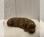 Small #33 Breeder Profile image