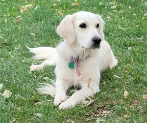 Bernese Mountain Dog-English Cream Golden Retriever Mix Dog Breeder near CORTEZ, CO, USA