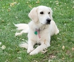 Small breeder photo