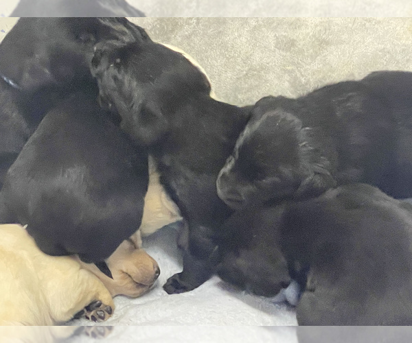 Medium Photo #1  Breeder Profile in PRUNEDALE, CA, USA