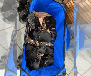 Doberman Pinscher Dog Breeder near PITTSFIELD, MA, USA