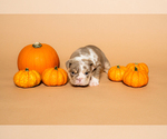 Small #9 Breeder Profile image