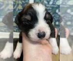 Small #19 Breeder Profile image