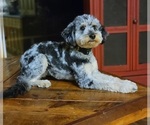 Small #10 Breeder Profile image