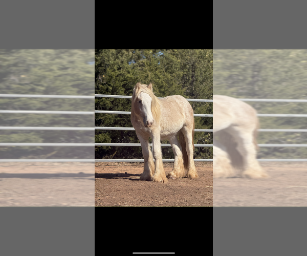 Medium Photo #29  Breeder Profile in SHERMAN, TX, USA