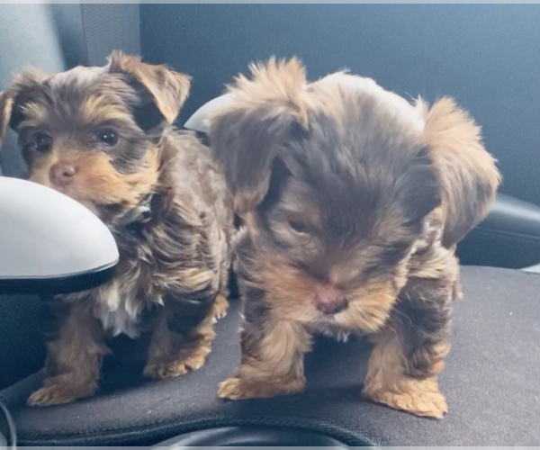 Medium Photo #1  Breeder Profile in LAKEWOOD VILLAGE, TX, USA