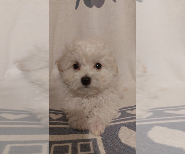 Medium Photo #1  Breeder Profile in WINCHESTER, VA, USA