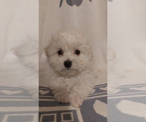 Bichpoo Dog Breeder near WINCHESTER, VA, USA