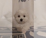 Small breeder photo