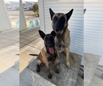 Small #1 Breeder Profile image