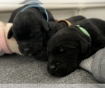 Small breeder photo