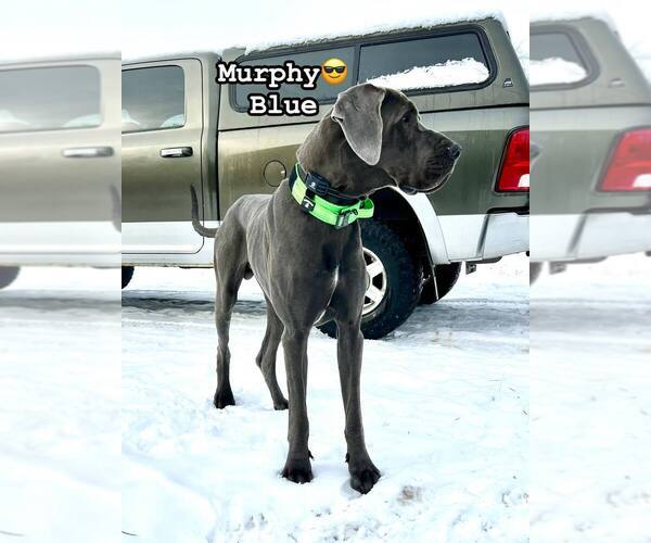 Medium Photo #7  Breeder Profile in FITZWILLIAM, NH, USA
