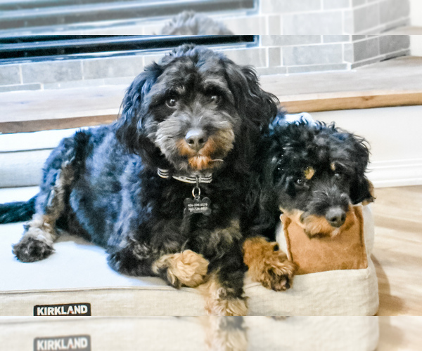 Medium Photo #1  Breeder Profile in MARYSVILLE, WA, USA
