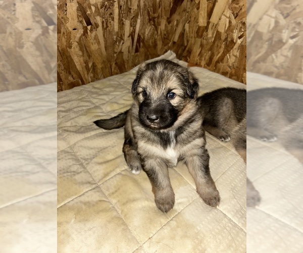 Medium Photo #32  Breeder Profile in DEMING, WA, USA