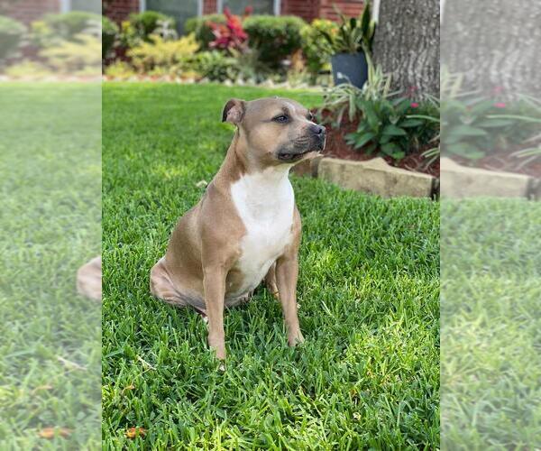 Medium Photo #15  Breeder Profile in HOUSTON, TX, USA