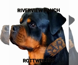 Rottweiler Dog Breeder near WRAY, CO, USA