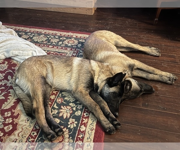 Medium Photo #13  Breeder Profile in WILLIAMS, CA, USA